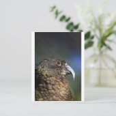 Carte Postale Kea néo-zélandais, perroquet alpin (Debout devant)