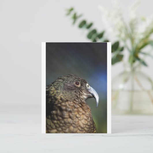 Carte Postale Kea néo-zélandais, perroquet alpin (Debout devant)