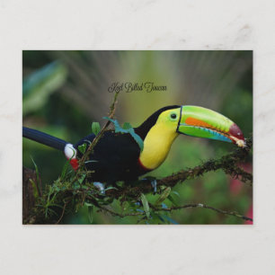 Carte Postale Keel Billed Toucan, oiseau tropical