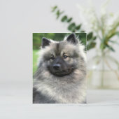 Carte Postale Keeshond (Debout devant)