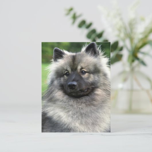 Carte Postale Keeshond (Debout devant)
