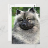 Carte Postale Keeshond (Devant / Derrière)