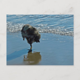 Carte Postale Keeshond Ballet Photographie - Joli chien d'origin