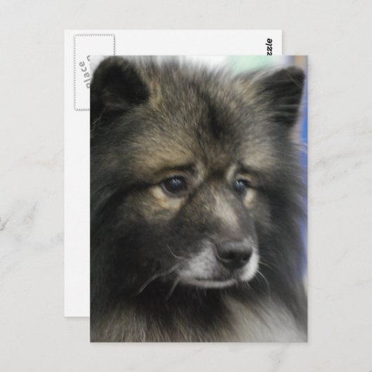 Carte postale Keeshond Dog (Devant / Derrière)