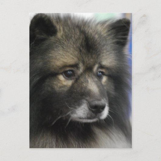 Carte postale Keeshond Dog (Devant)