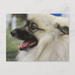 Carte postale Keeshond Dog