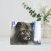 Carte postale Keeshond Dog (Debout devant)