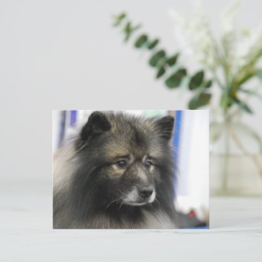 Carte postale Keeshond Dog (Debout devant)