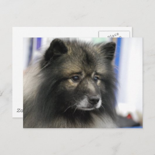 Carte postale Keeshond Dog (Devant / Derrière)