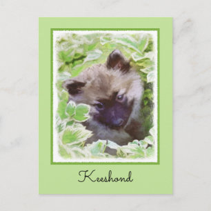 Carte Postale Keeshond Puppy in the Garden Peinture Art original
