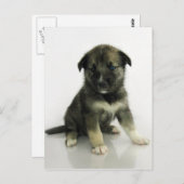 Carte Postale Keeshond Siberian Husky Crossbreed Puppy (Devant / Derrière)