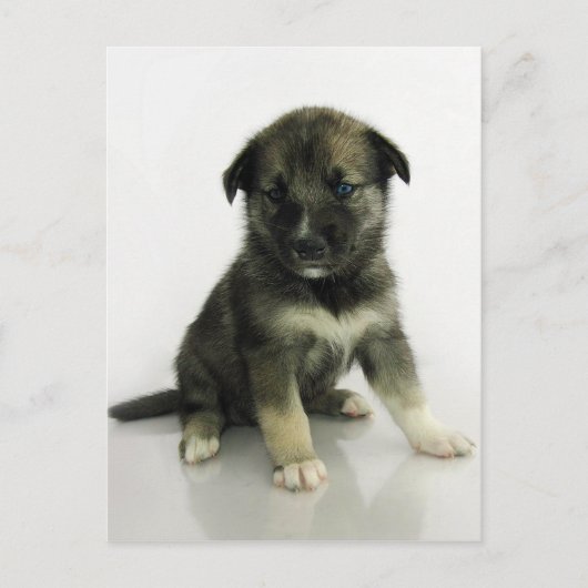 Carte Postale Keeshond Siberian Husky Crossbreed Puppy (Devant)