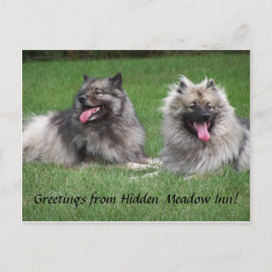 Carte Postale Keeshonds Apache & Havel Smiling Dutchmen Postcard