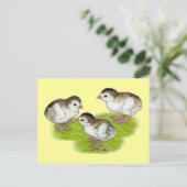 Carte Postale Keets de Guinée violets (Debout devant)