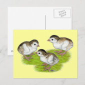 Carte Postale Keets de Guinée violets (Devant / Derrière)