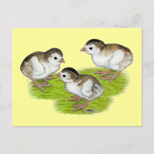 Carte Postale Keets de Guinée violets (Devant)