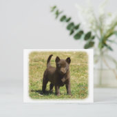 Carte Postale Kelpie australienne 9P022D-025 (Debout devant)