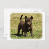 Carte Postale Kelpie australienne 9P022D-025 (Devant / Derrière)
