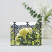 Carte Postale Kelvin Floolight Dinnerplate Dahlia (Debout devant)
