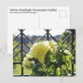 Carte Postale Kelvin Floolight Dinnerplate Dahlia (Devant / Derrière)