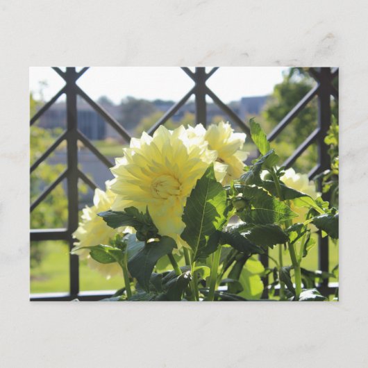 Carte Postale Kelvin Floolight Dinnerplate Dahlia (Devant)