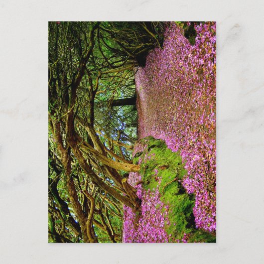 Carte Postale Kenmare Fairy Road (Devant)