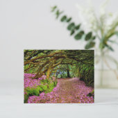 Carte Postale Kenmare Fairy Road (Debout devant)