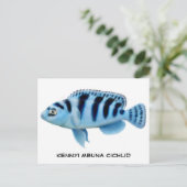 Carte postale Kennyi African Cichlid (Debout devant)