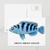 Carte postale Kennyi African Cichlid (Devant / Derrière)