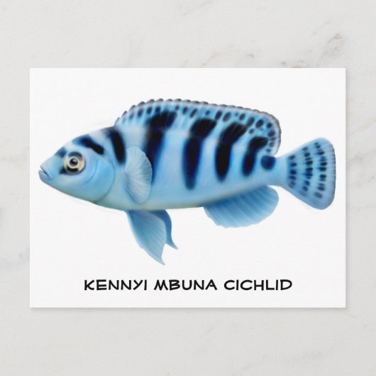 Carte postale Kennyi African Cichlid (Devant)