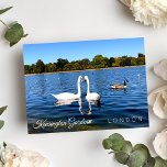 Carte Postale Kensignton Gardens Pond | Le parc royal LONDON UK<br><div class="desc">Beau deux cygnes blancs nageant dans l'étang rond à Kensington Gardens Royal Park London Royaume-Uni - carte postale photo - sept 2019 - photo par Anka</div>