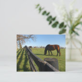 Carte Postale Kentucky Thoroughbreds (Debout devant)