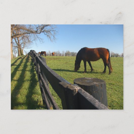 Carte Postale Kentucky Thoroughbreds (Devant)