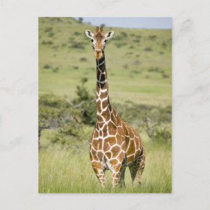 Carte Postale Kenya, Lewa Conservancy, Masai Giraffe debout
