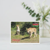 Carte Postale Kenya - Lionesses - (Debout devant)