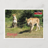 Carte Postale Kenya - Lionesses - (Devant)