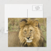 Carte Postale Kenya Masai Mara (Devant / Derrière)