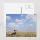 Carte Postale Kenya, Masai Mara (Devant / Derrière)