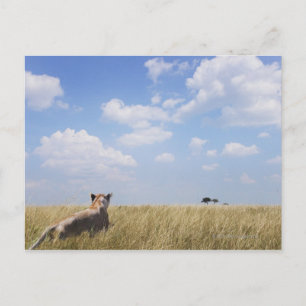 Carte Postale Kenya, Masai Mara