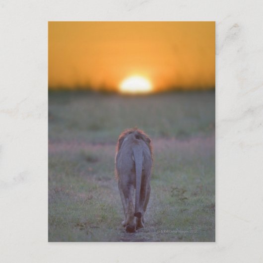 Carte Postale Kenya, Masai Mara (Devant)