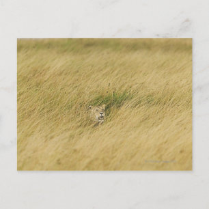 Carte Postale Kenya, Masai Mara 2