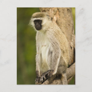 Carte Postale Kenya, parc national du lac Nakuru. Vervet