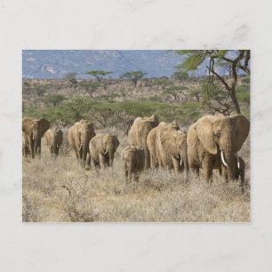 Carte Postale Kenya, réserve nationale de Samburu. Éléphants