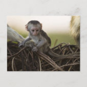 Carte Postale Kenya, Samburu Game Reserve. Vervet Monkey (Devant)
