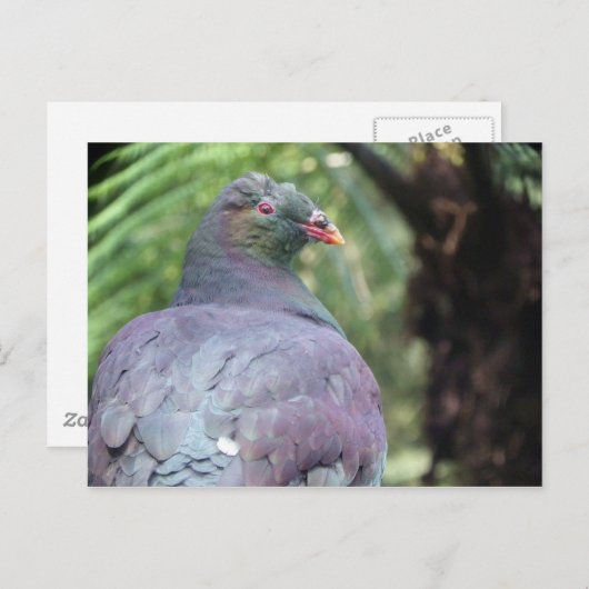 Carte Postale Kereru Closeup (Devant / Derrière)