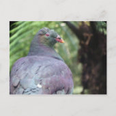 Carte Postale Kereru Closeup (Devant)