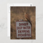 Carte Postale Kestrel (Devant / Derrière)