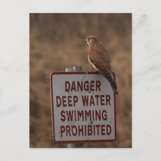 Carte Postale Kestrel (Devant)