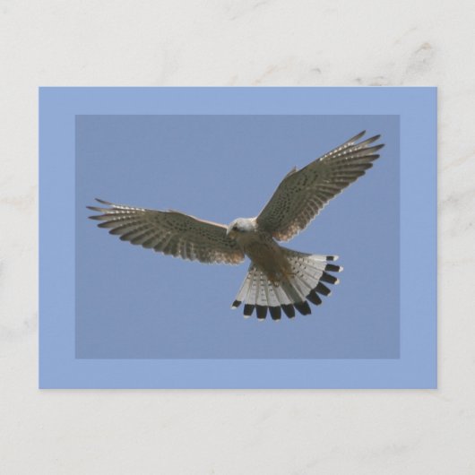 Carte Postale Kestrel (Devant)