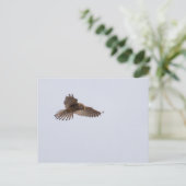 Carte Postale Kestrel (Debout devant)